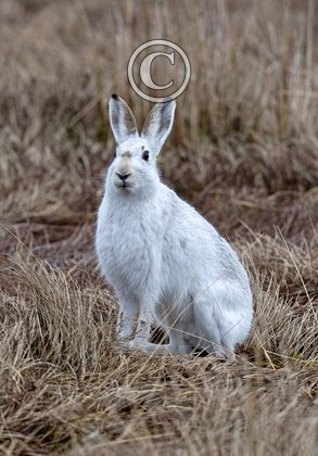 Mountain or Blue Hare DM0735